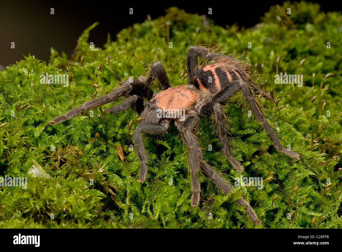 Costa Rican Tiger scamone (Cyclosternum fasciatum) su MOSS. Foto Stock