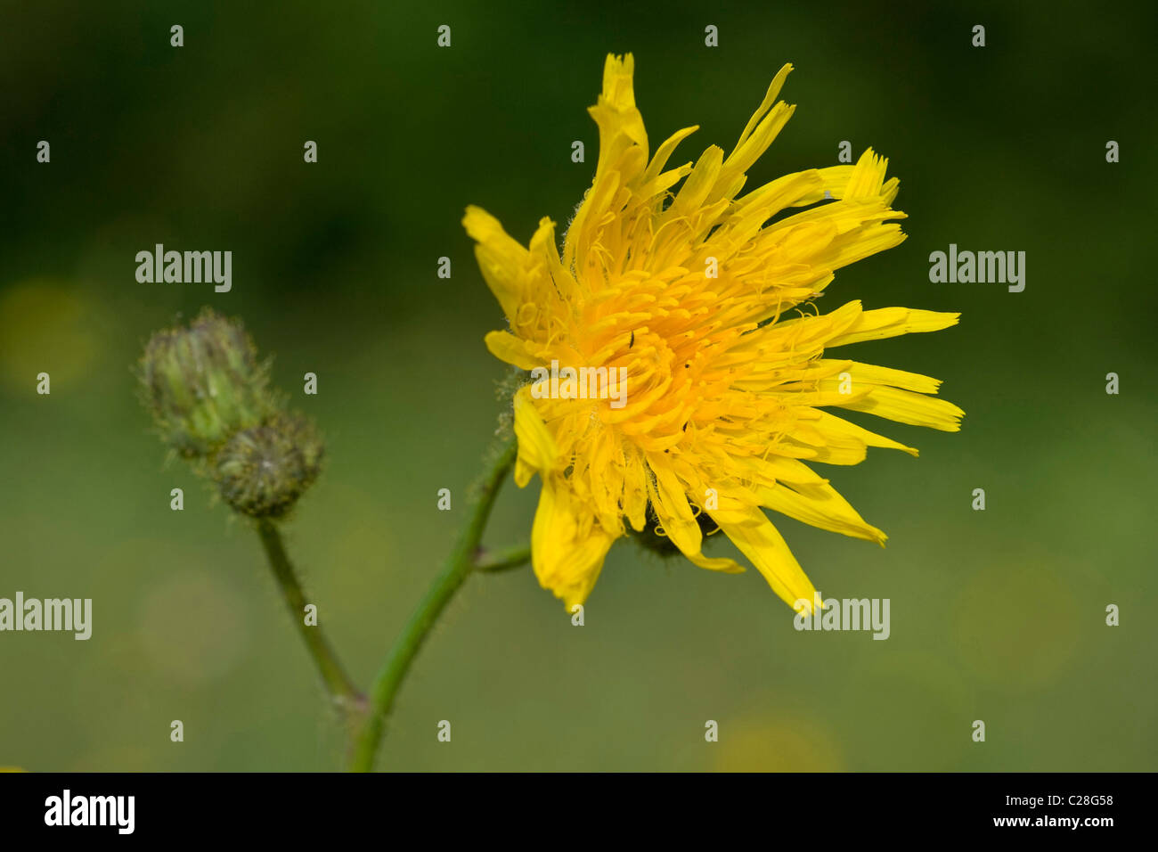 Il mais Sow-Thistle (Sonchus arvense), fioritura. Foto Stock