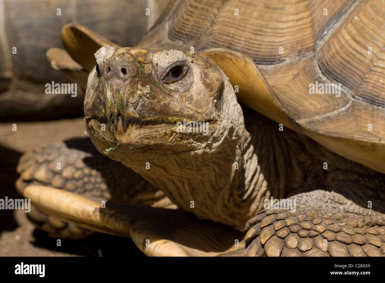 African spronato tartaruga, African sperone coscia (tartaruga Geochelone sulcata), ritratto. Foto Stock