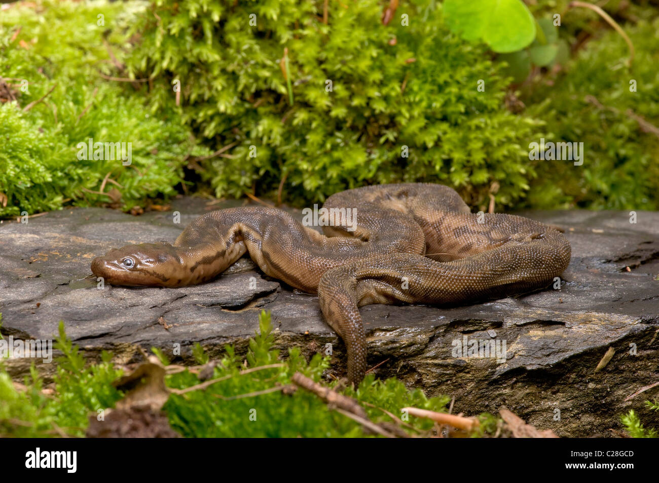 Java verruca Snake, Proboscide Snake (Acrochordus javanicus) su una roccia. Foto Stock