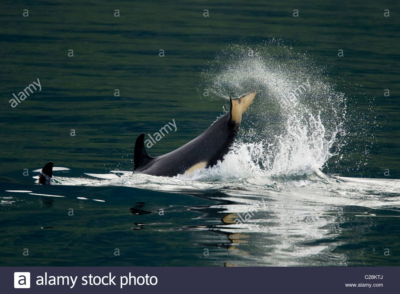 Una balena killer schizzi di vitello in corrispondenza della superficie con la sua coda. Foto Stock