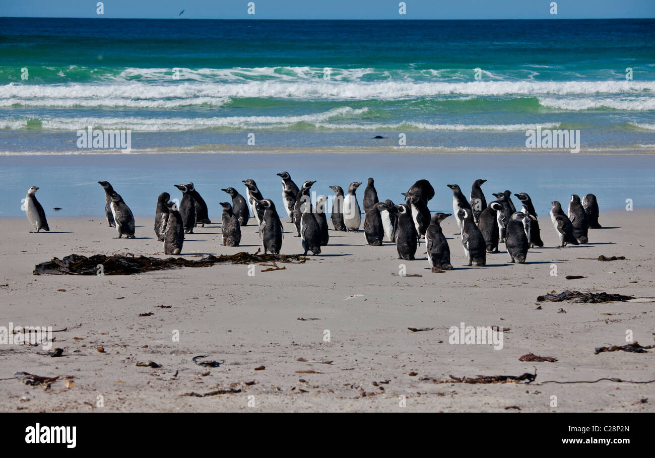 Un gruppo di i pinguini di Magellano (Spheniscus magellanicus) sulla spiaggia di Saunders Island, Falklands Foto Stock