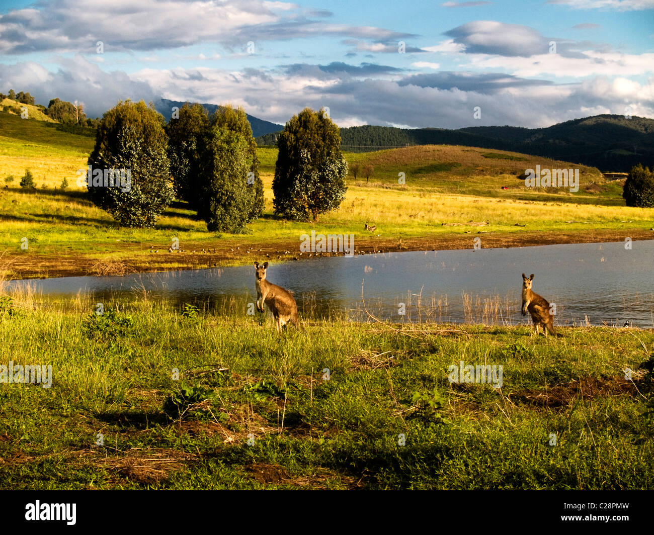 Grigio orientale canguri (Macropus giganteus) accanto alla diga Blowering, montagne innevate, NSW, Australia Foto Stock