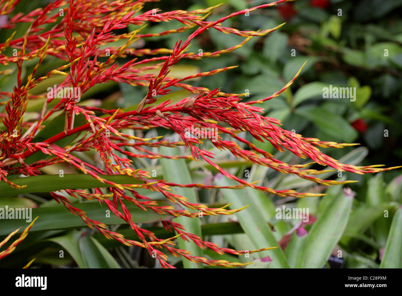 Aechmea blanchetiana, Bromeliaceae, a nord est del Brasile e Sud America. Foto Stock