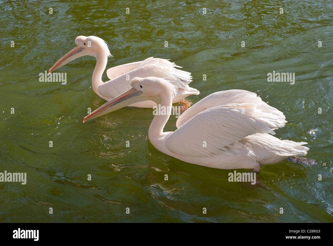 Due grandi pellicani bianchi, Pelecanus onocrotalus, in acqua Foto Stock
