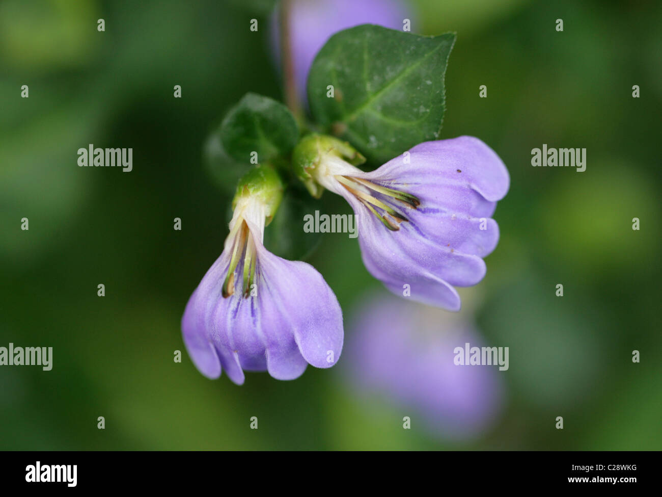 Blue-Lips o Mazabuka, Sclerochiton harveyanus, Acanthaceae, Sud e Sud Africa Orientale. Foto Stock