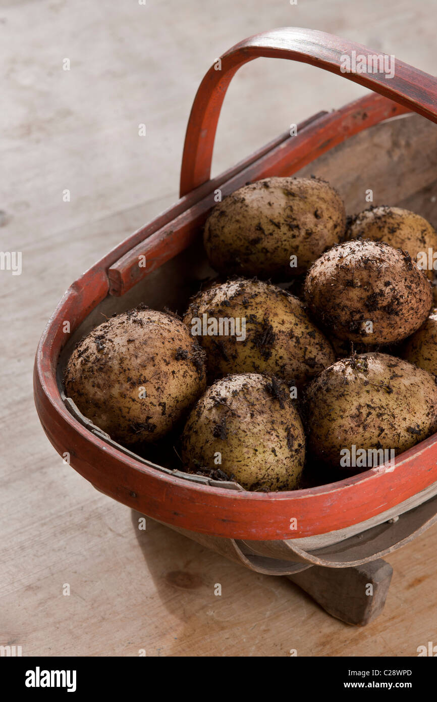 Appena raccolto scavato Pentland giavellotto patate verdure trug autunno ottobre rientreranno cucina pianta di giardino Foto Stock
