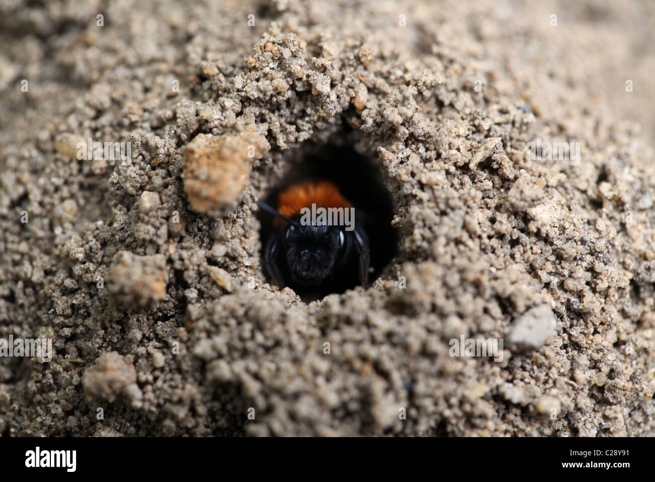 Macro di una femmina di Bruno Mining Bee (Andrena Fulva) proveniente dal suo nido di massa, Inghilterra Foto Stock