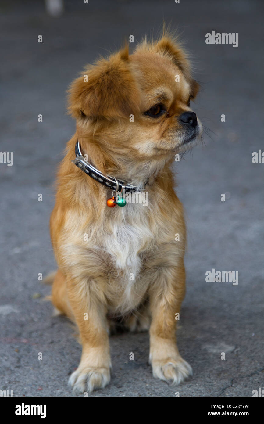 Un Pekingese / Pug cross cane giocattolo con luce marrone capelli, white belly, il collare. Un simpatico cagnolino. Foto Stock