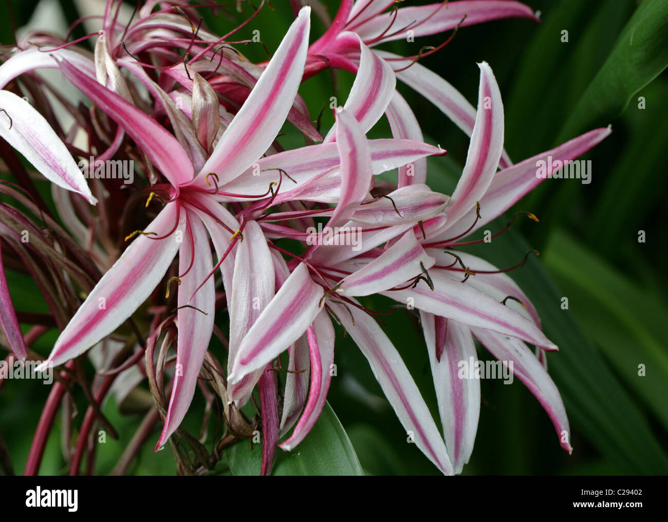 Il Ragno Gigante Giglio o di palude, il Giglio Crinum amabile, Amaryllidaceae, Sumatra, sud-est asiatico. Foto Stock