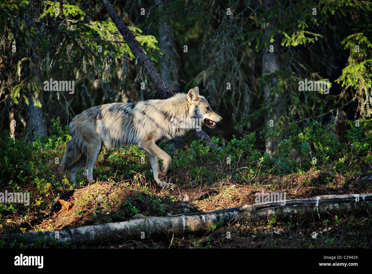 Lupo in Finlandia orientale (area di Kuhmo, vicino al confine russo). Tiro da nascondere, totalmente animale selvatico ! Foto Stock