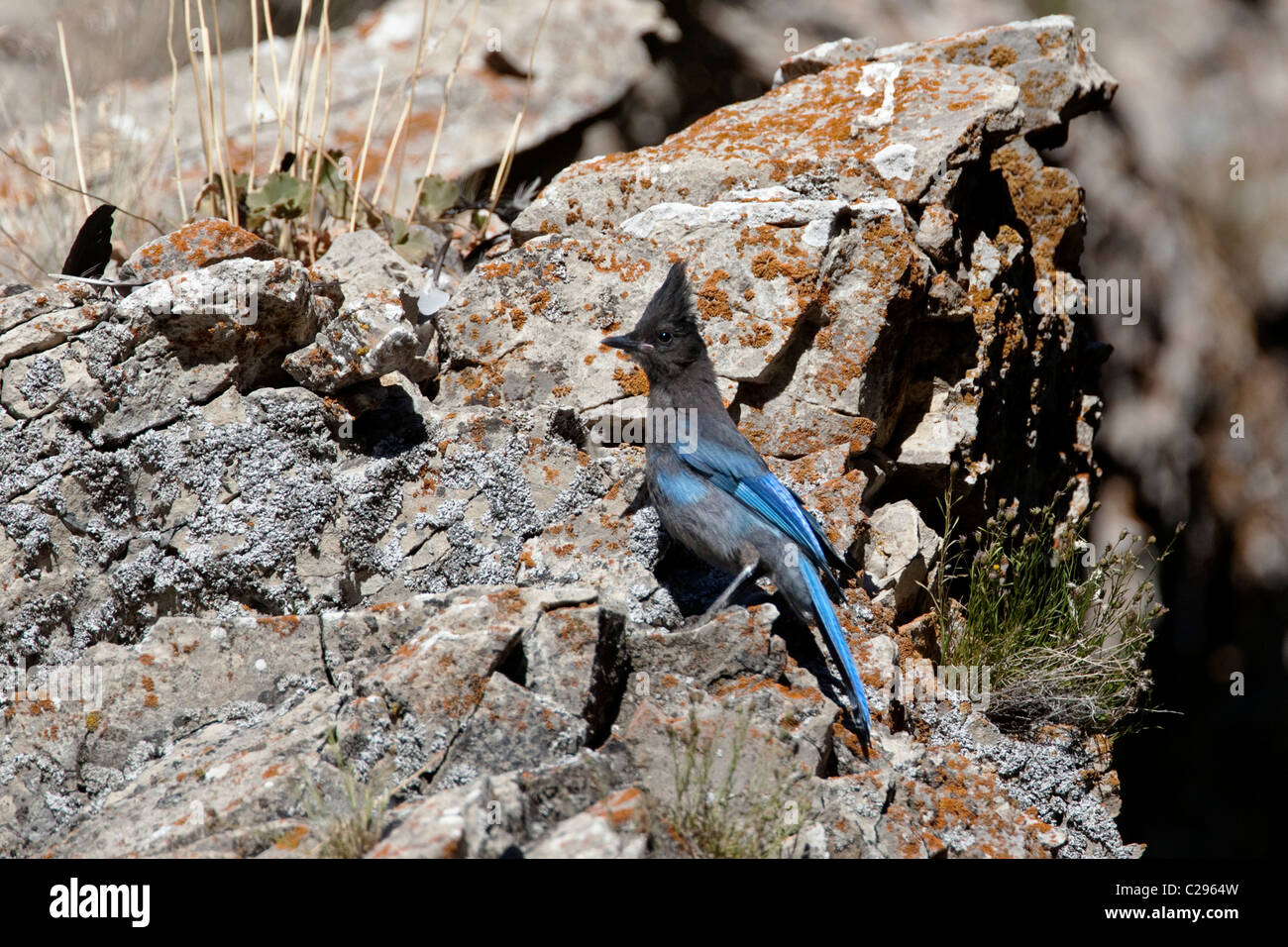 Un Steller jay arroccato su uno sperone di roccia, Wasatch Range, Utah. Foto Stock