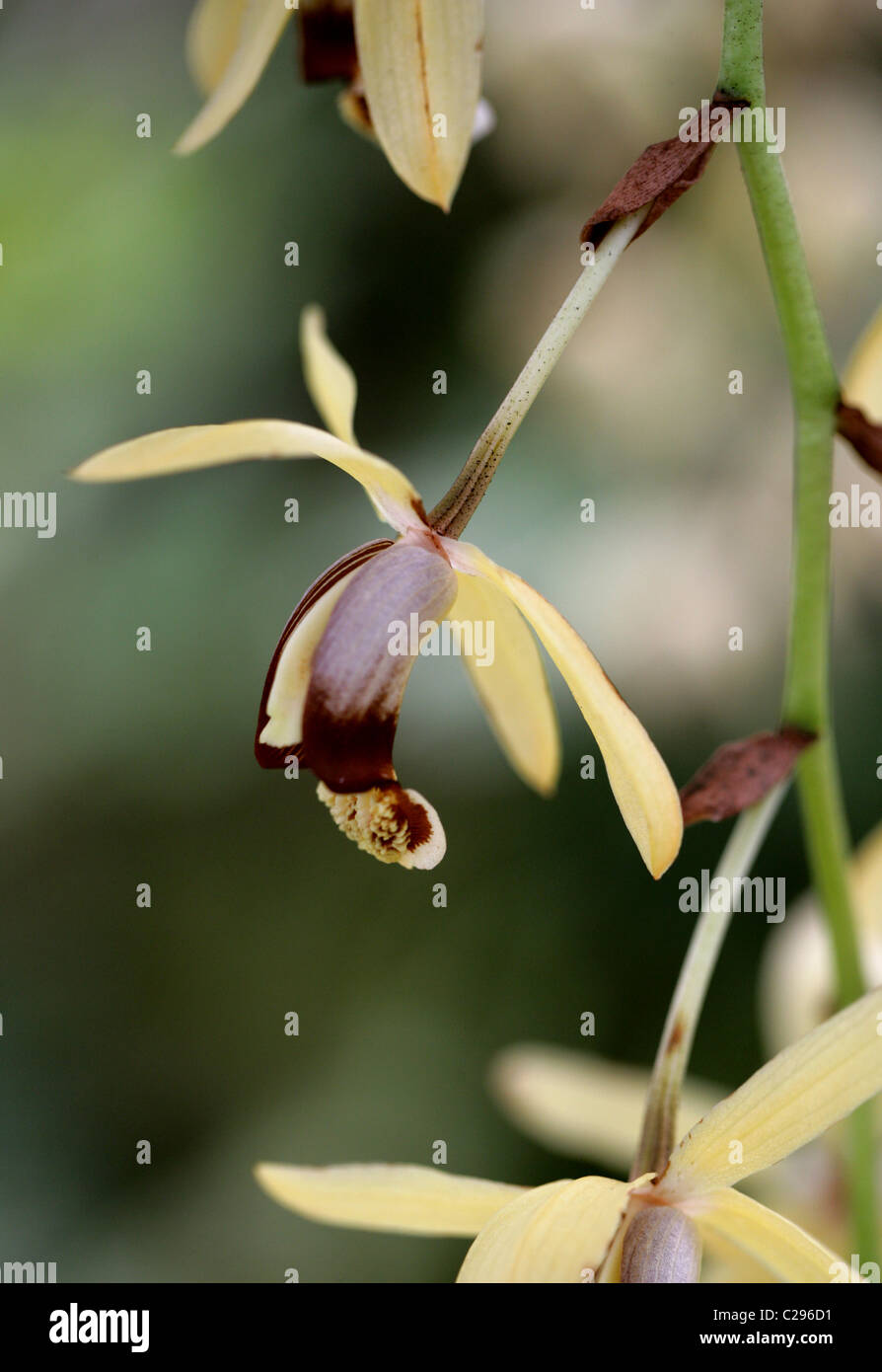 Collana Orchidea, Coelogyne tomentosa (Syn. Coelogyne massangeana), Orchidaceae. Penisola Malese di Assam. Foto Stock