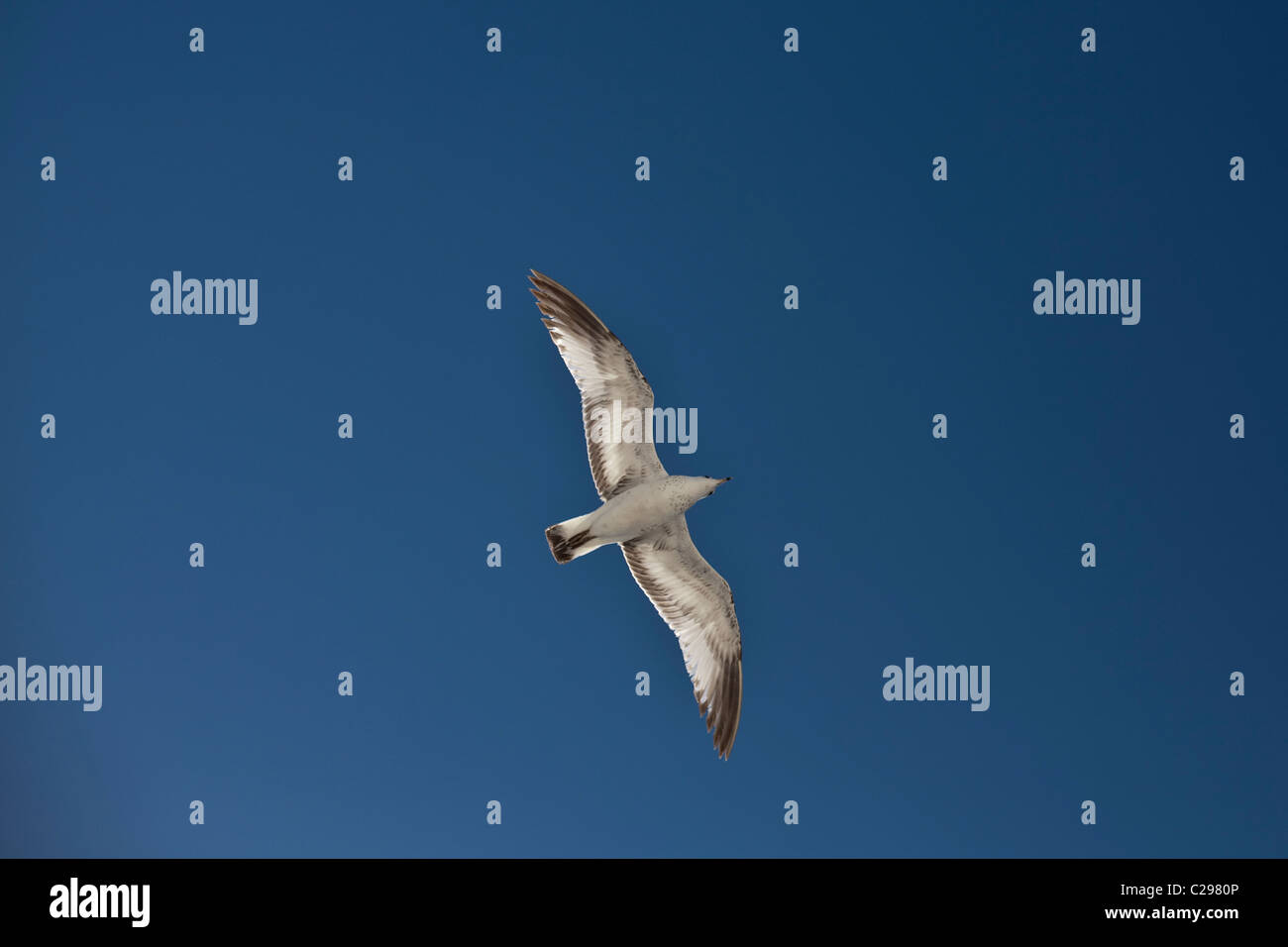 Segull volando sopra la spiaggia, South Beach, Miami, Florida, Stati Uniti d'America Foto Stock