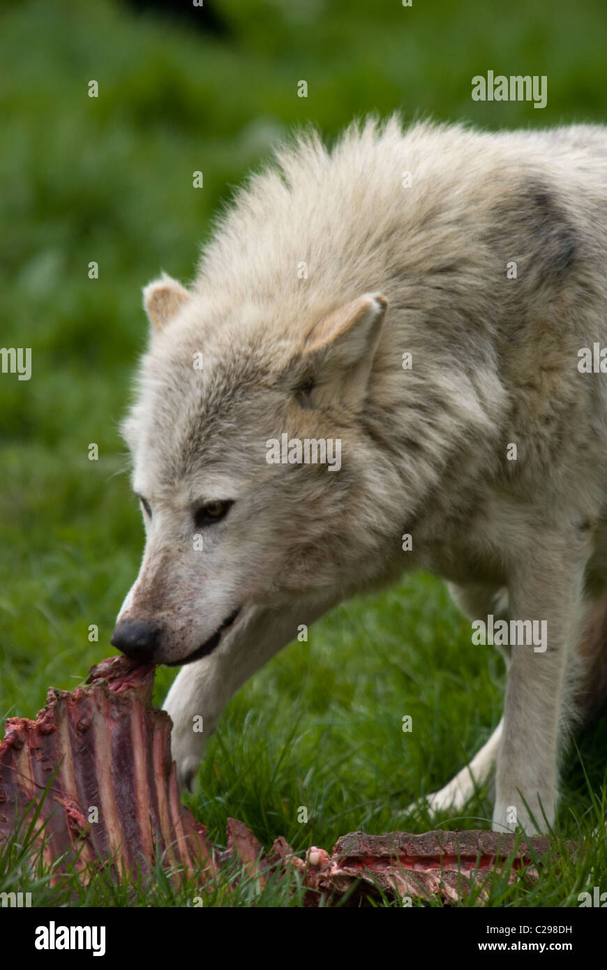 L' immagine di un lupo grigio di mangiare la carcassa di un animale Foto Stock