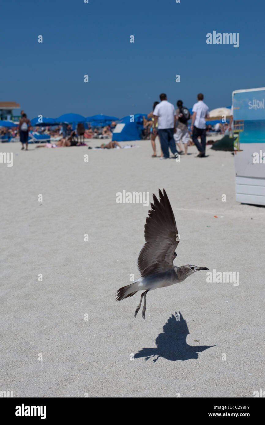 Segull volando sopra la spiaggia, South Beach, Miami, Florida, Stati Uniti d'America Foto Stock
