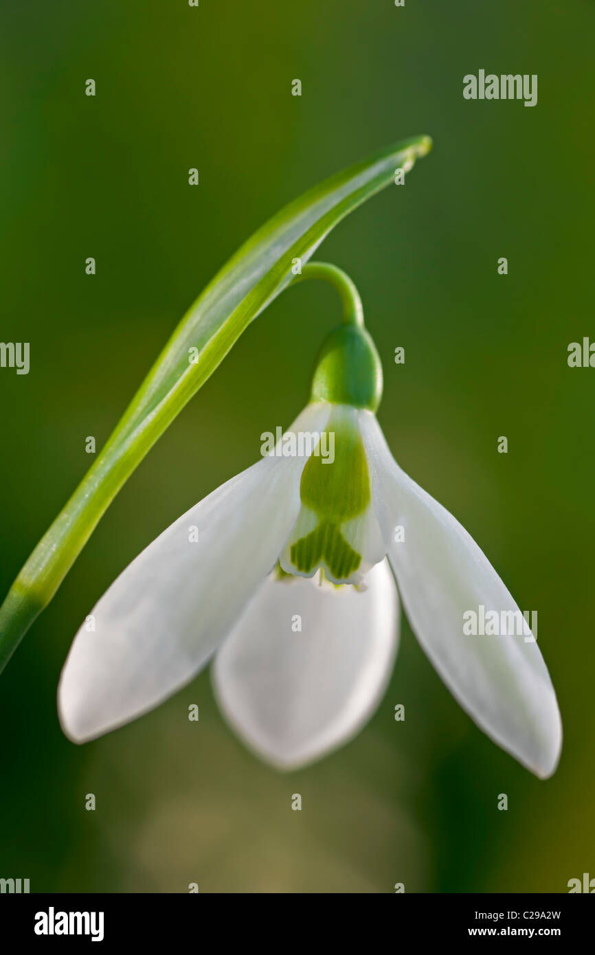 Snowdrop Galanthus elwesii tardo inverno primavera precoce di bulbi di fiori bianchi febbraio pianta di giardino close-up di fiori Foto Stock
