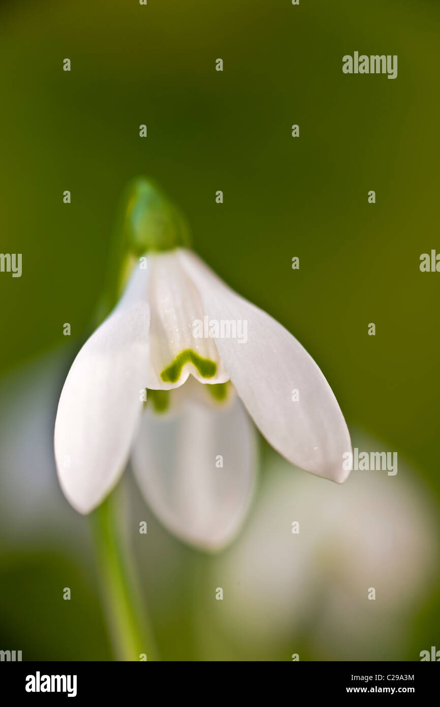 Common snowdrop Galanthus nivalis tardo inverno primavera precoce di bulbi di fiori bianchi febbraio pianta di giardino Foto Stock