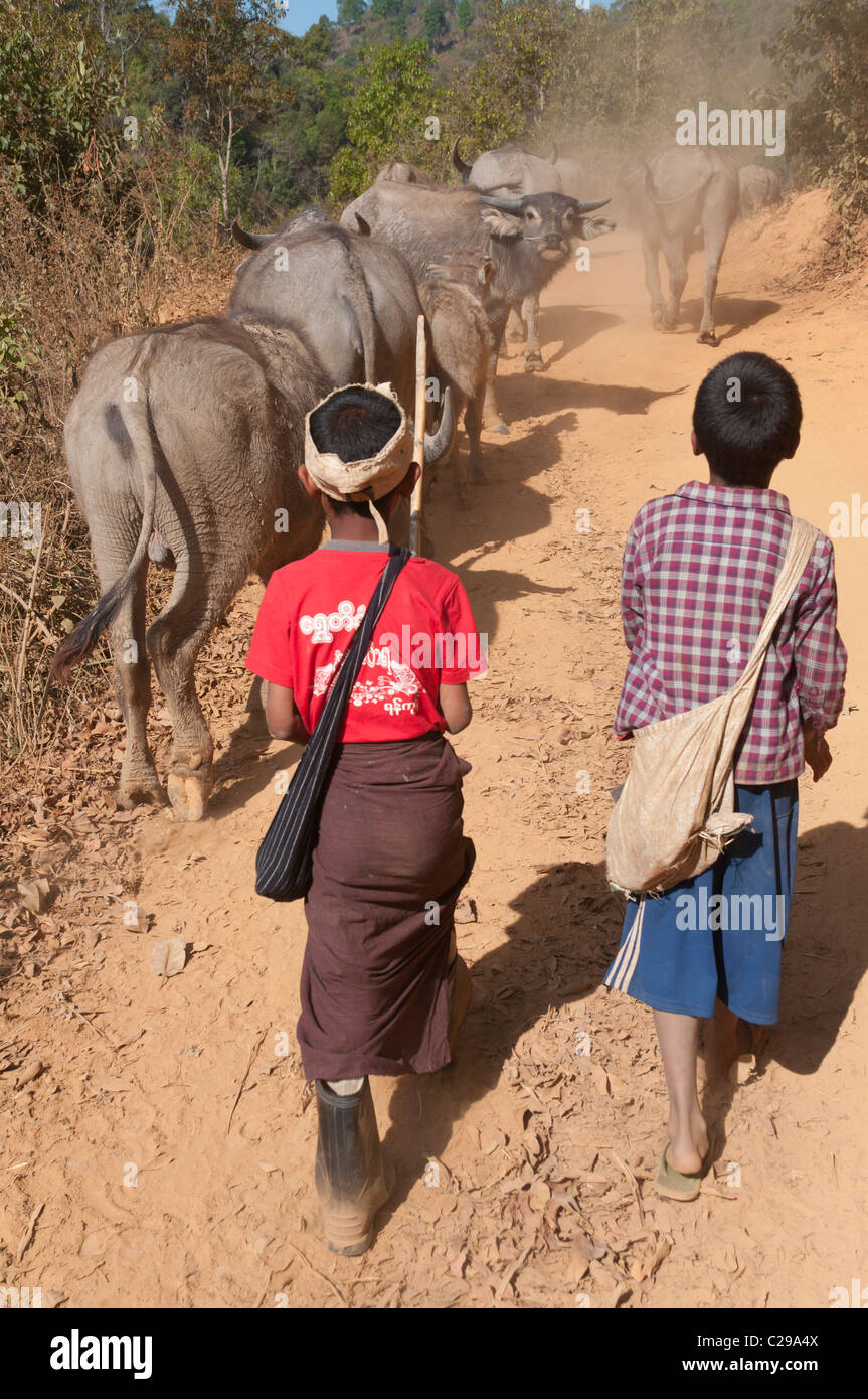 I bambini che portano i loro bufali al campo. Villaggio Mindayik. A sud dello Stato di Shan. Myanmar Foto Stock