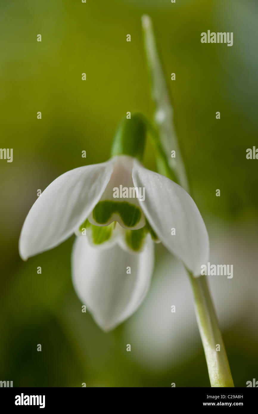 Snowdrop Galanthus elwesii tardo inverno primavera precoce di bulbi di fiori bianchi febbraio pianta di giardino Foto Stock