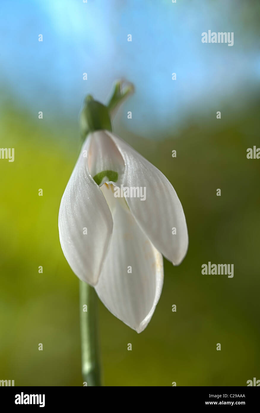 Snowdrop Galanthus elwesii tardo inverno primavera precoce di bulbi di fiori bianchi febbraio pianta di giardino Foto Stock