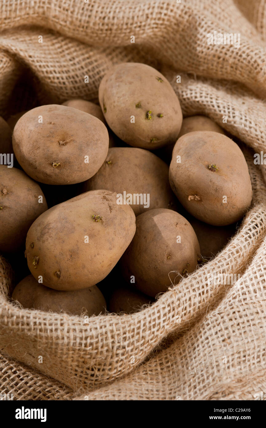 Appena raccolto scavato Pentland giavellotto patate nel sacco saccheggi vegetale ottobre autunno autunno cucina pianta di giardino Foto Stock