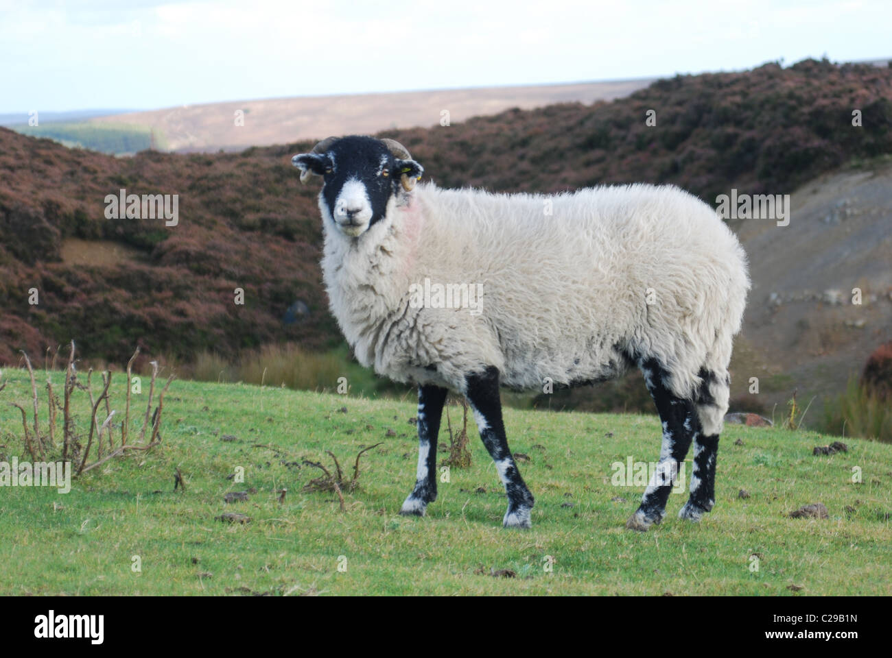 Una foto di una pecora su North Yorkshire Moors, affacciato su Scarborough, con alcune felci in background Foto Stock