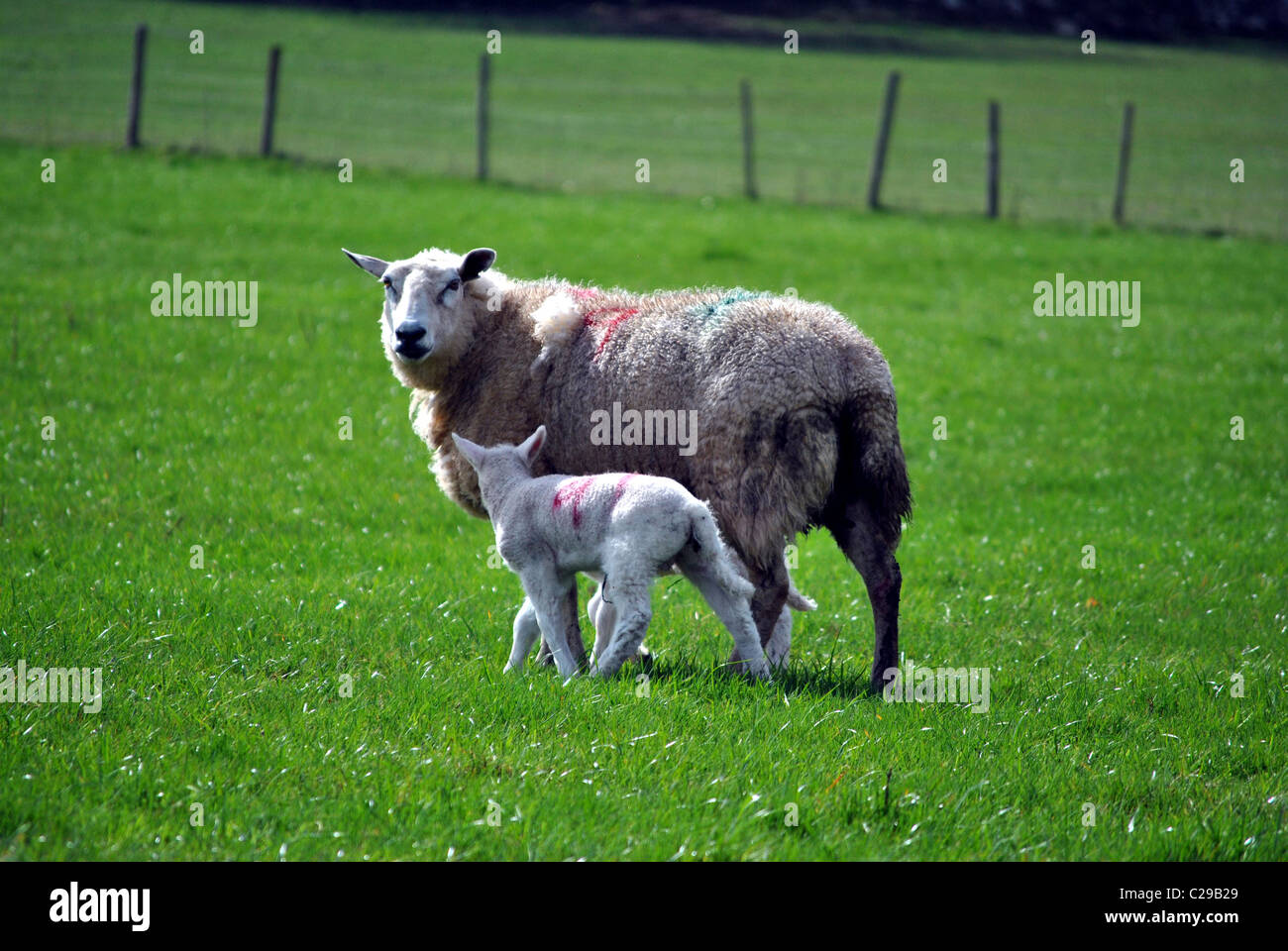 Il bambino e la madre di agnello Foto Stock