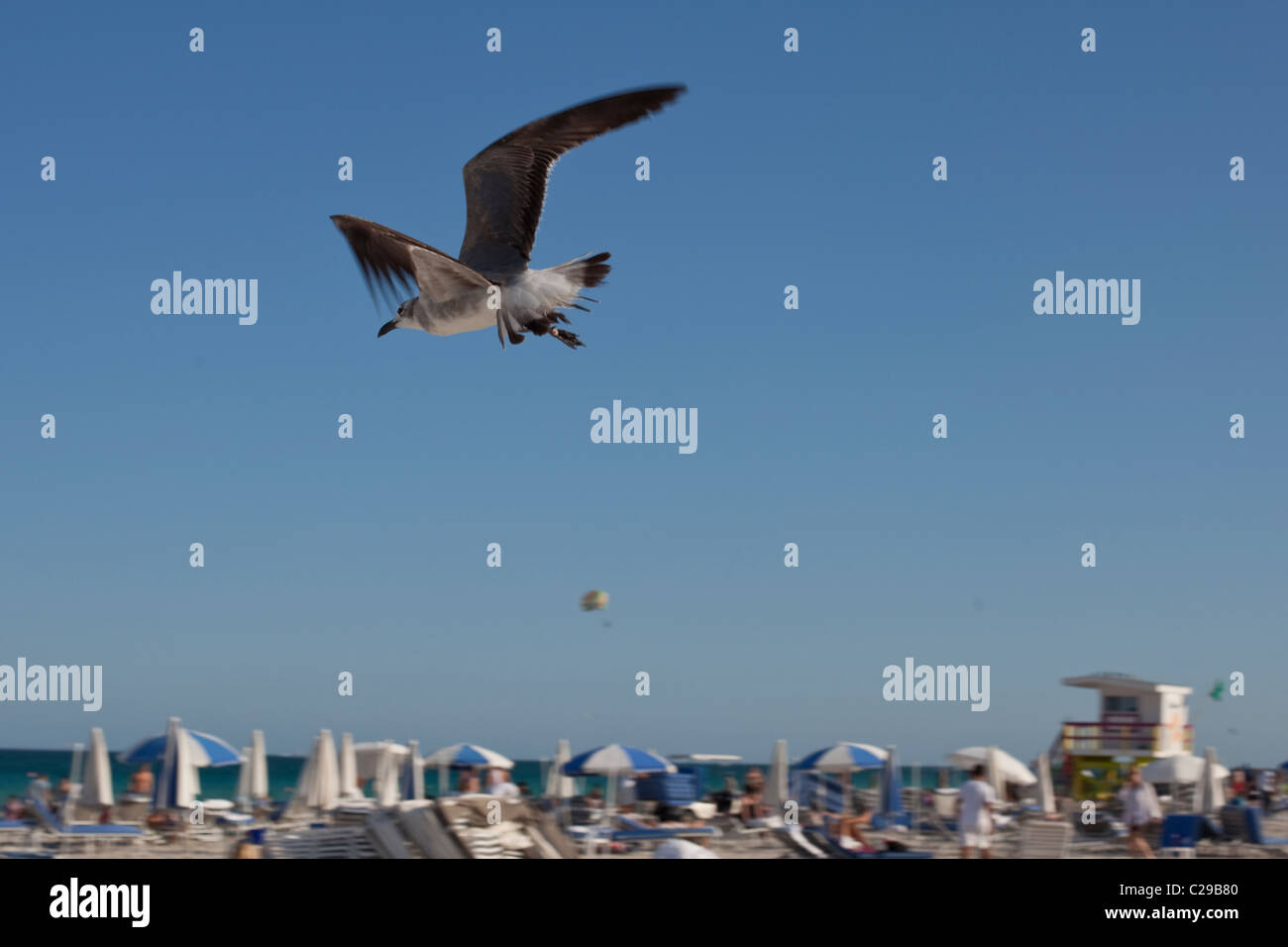 Seagull volando sopra la spiaggia, South Beach, Miami, Florida, Stati Uniti d'America Foto Stock