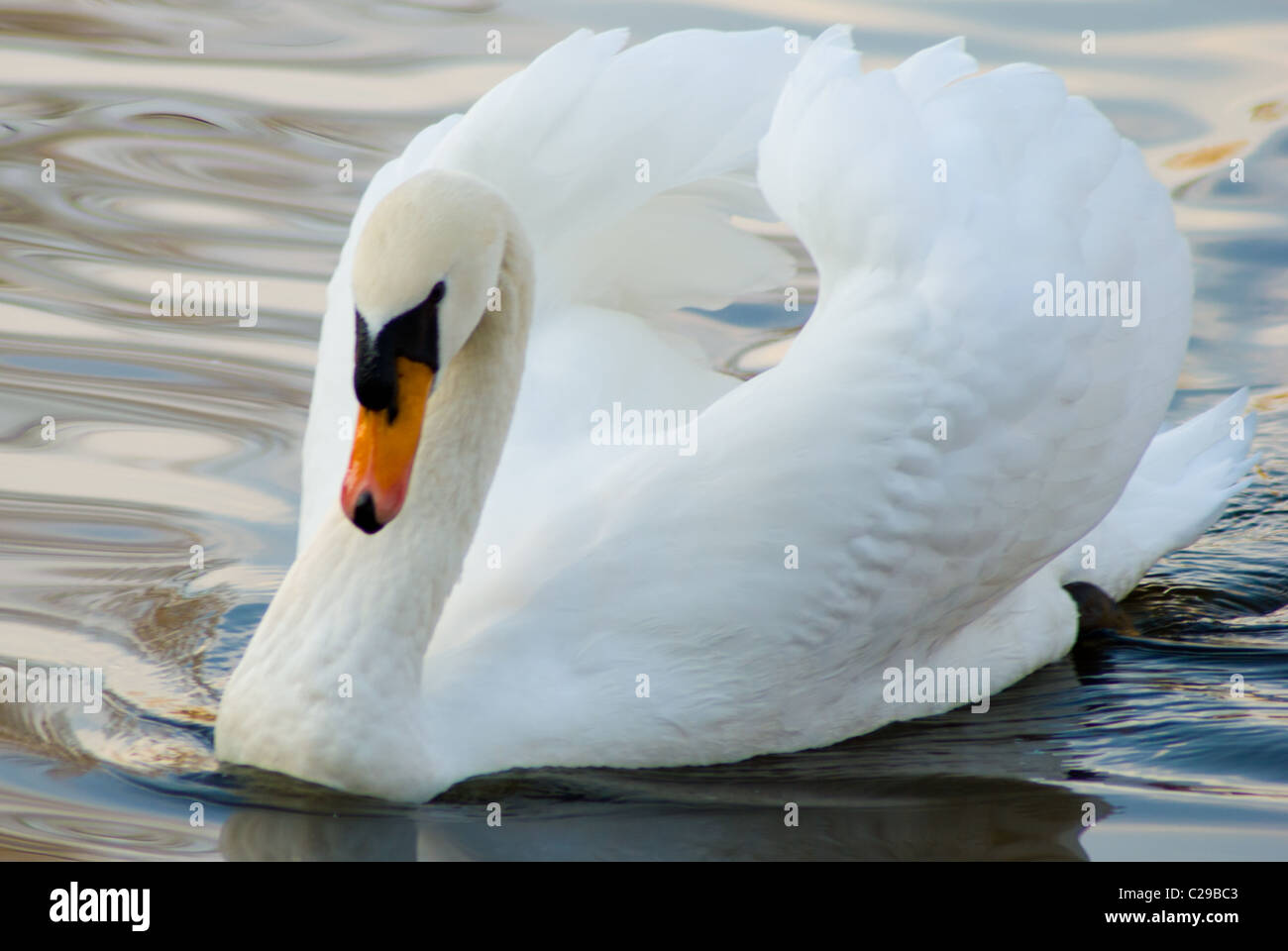 Un lato diagonale della foto del profilo di un cigno (Cygnus olor) nuoto sulle rive di un fiume Foto Stock