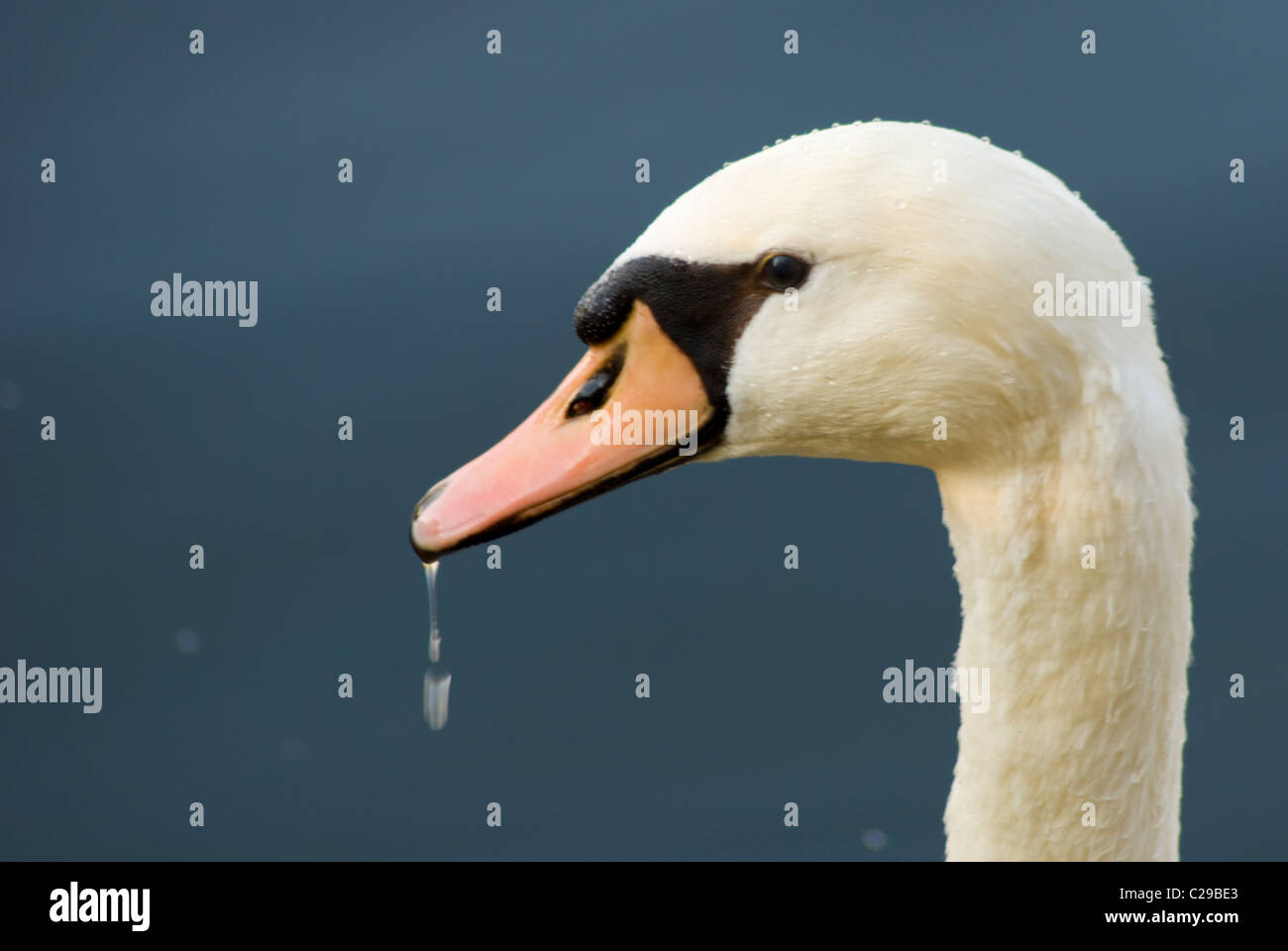 Una foto del profilo di un cigno (Cygnus olor) con un blu sullo sfondo di acqua Foto Stock