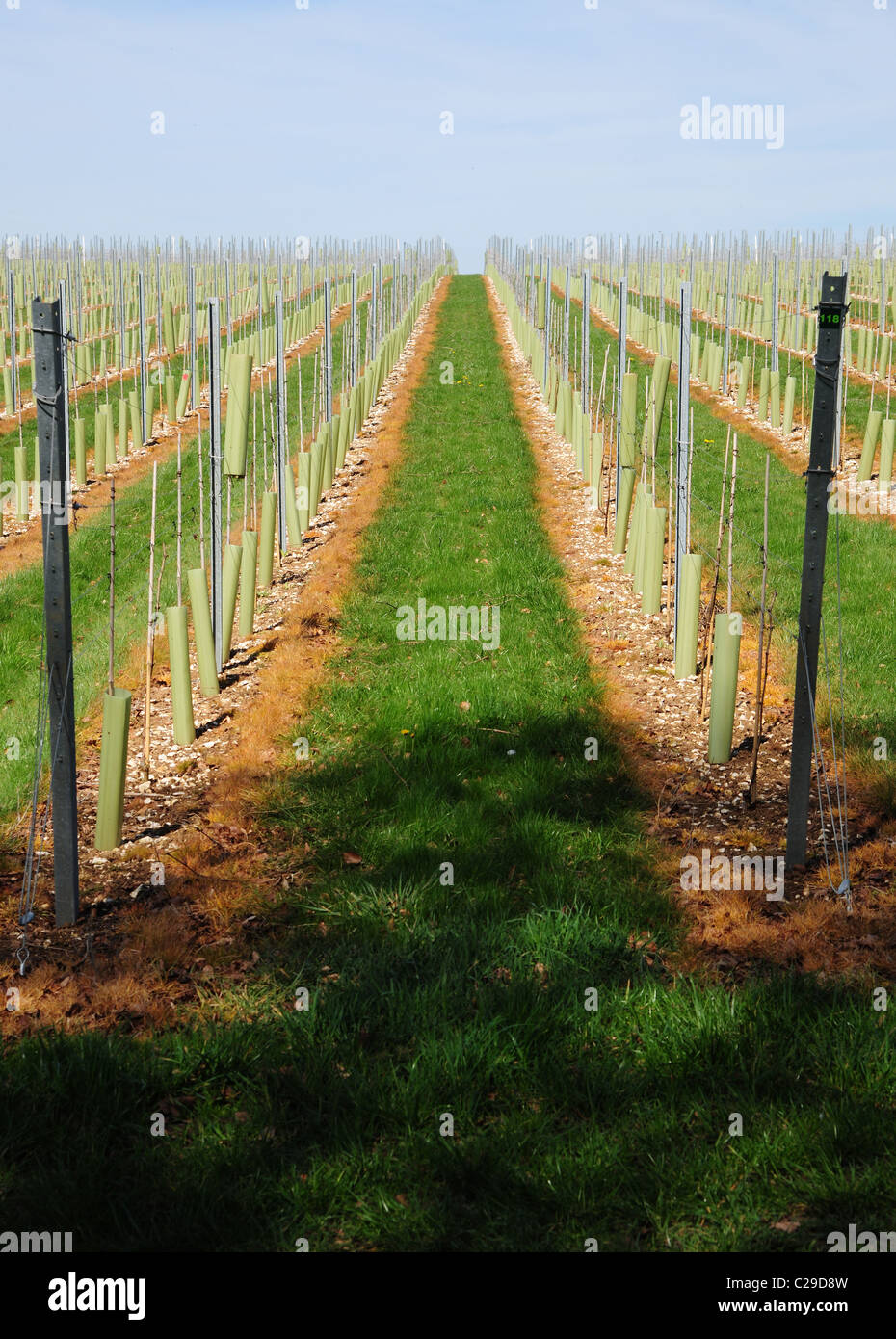 Cibo piante piantate nella lunga anche righe. Agricoltura per la nazione. Foto Stock