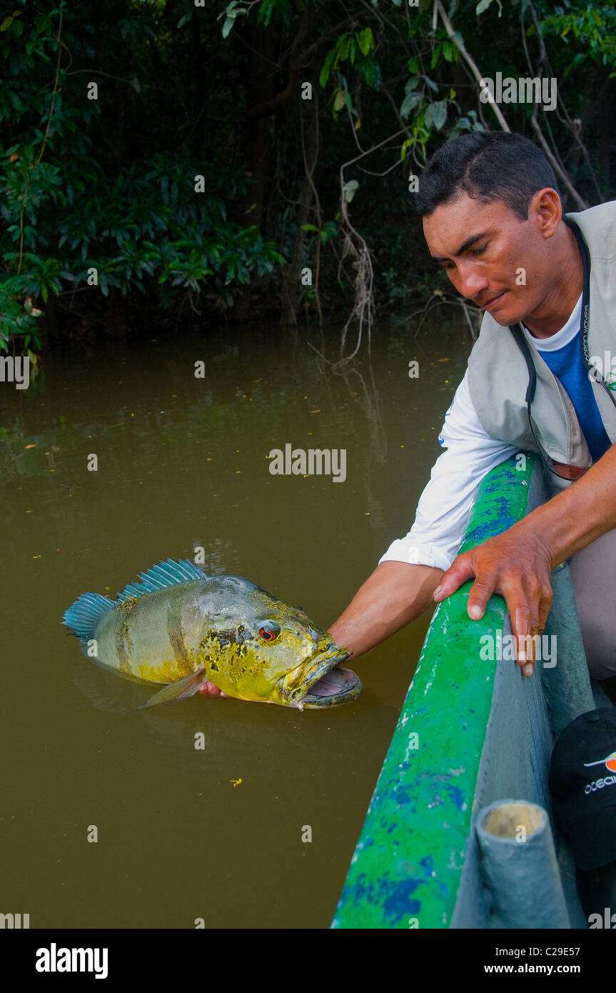 Il grande screziato peacock bass è stato catturato da un Rio Bita laguna e rilasciato in buone condizioni. Foto Stock