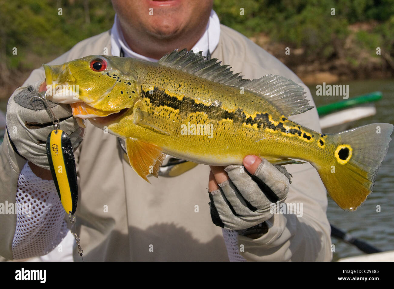 La grande royal peacock bass è stato catturato da un Rio Bita laguna su un cucchiaio e rilasciato in buone condizioni. Foto Stock