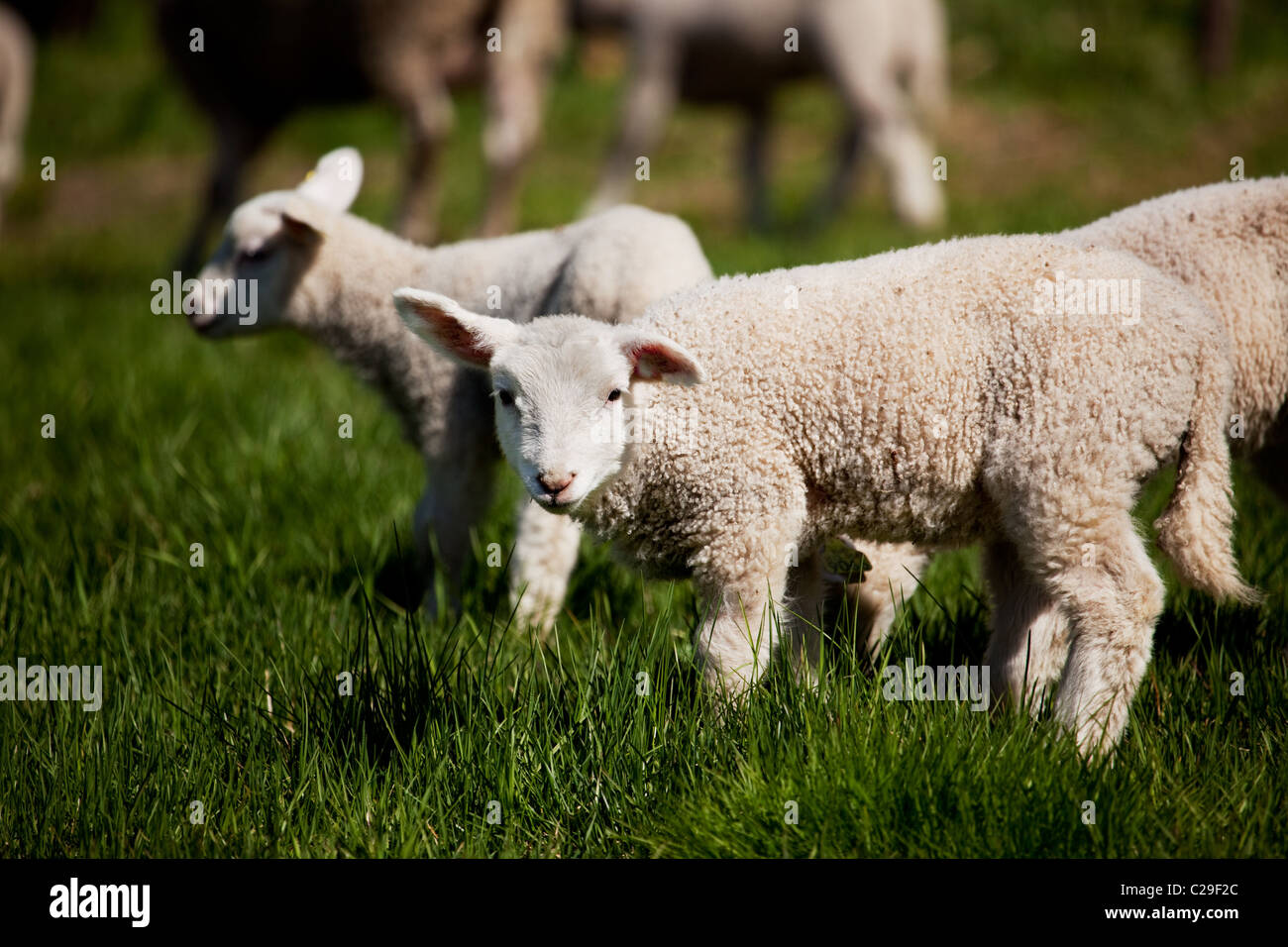 Un piccolo agnello in un pascolo di ovini guardando curioso alla fotocamera Foto Stock