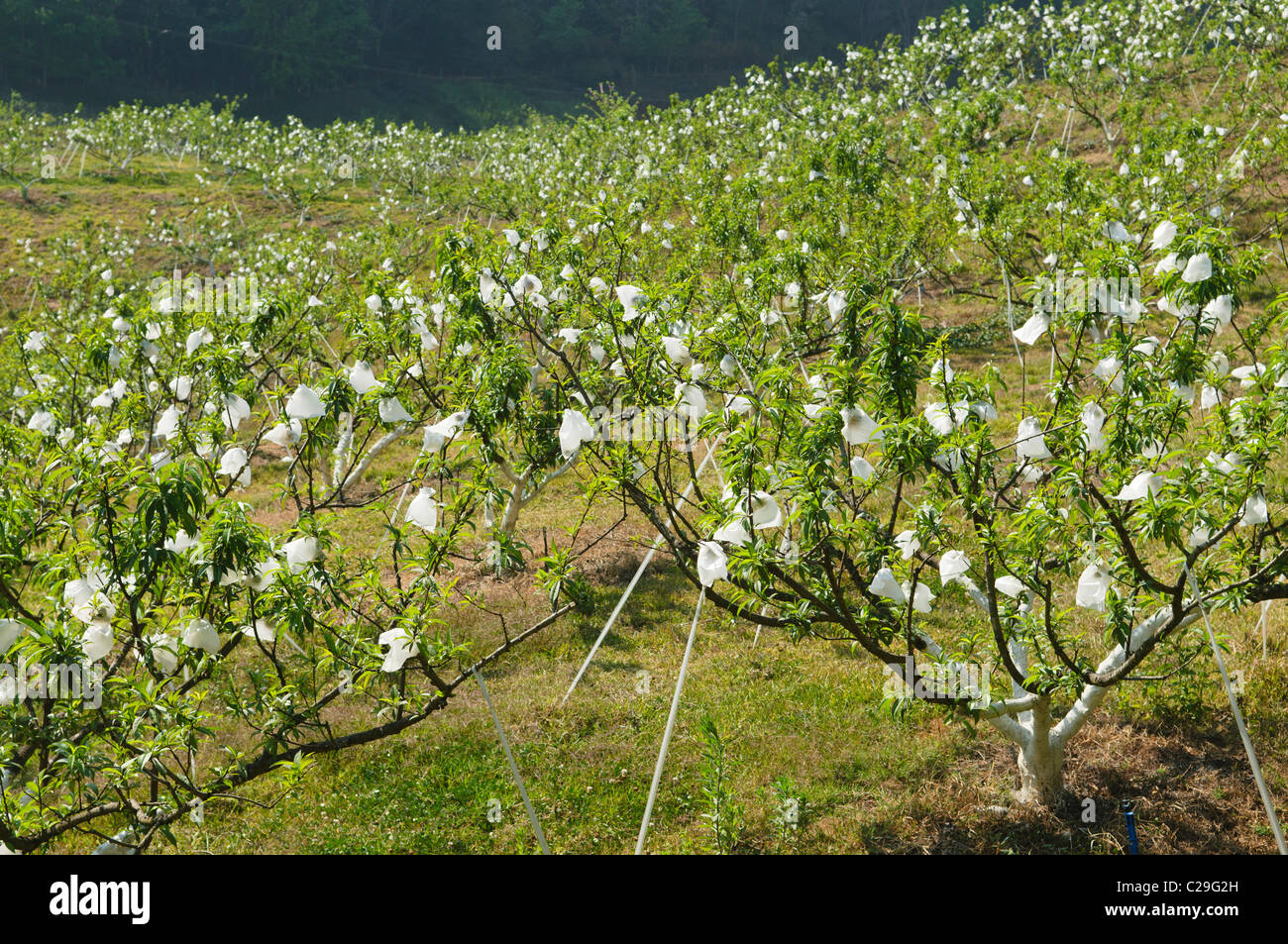 Pere biologiche essendo cresciuto presso il Royal Progetto in Doi Ang Khang, Thailandia Foto Stock