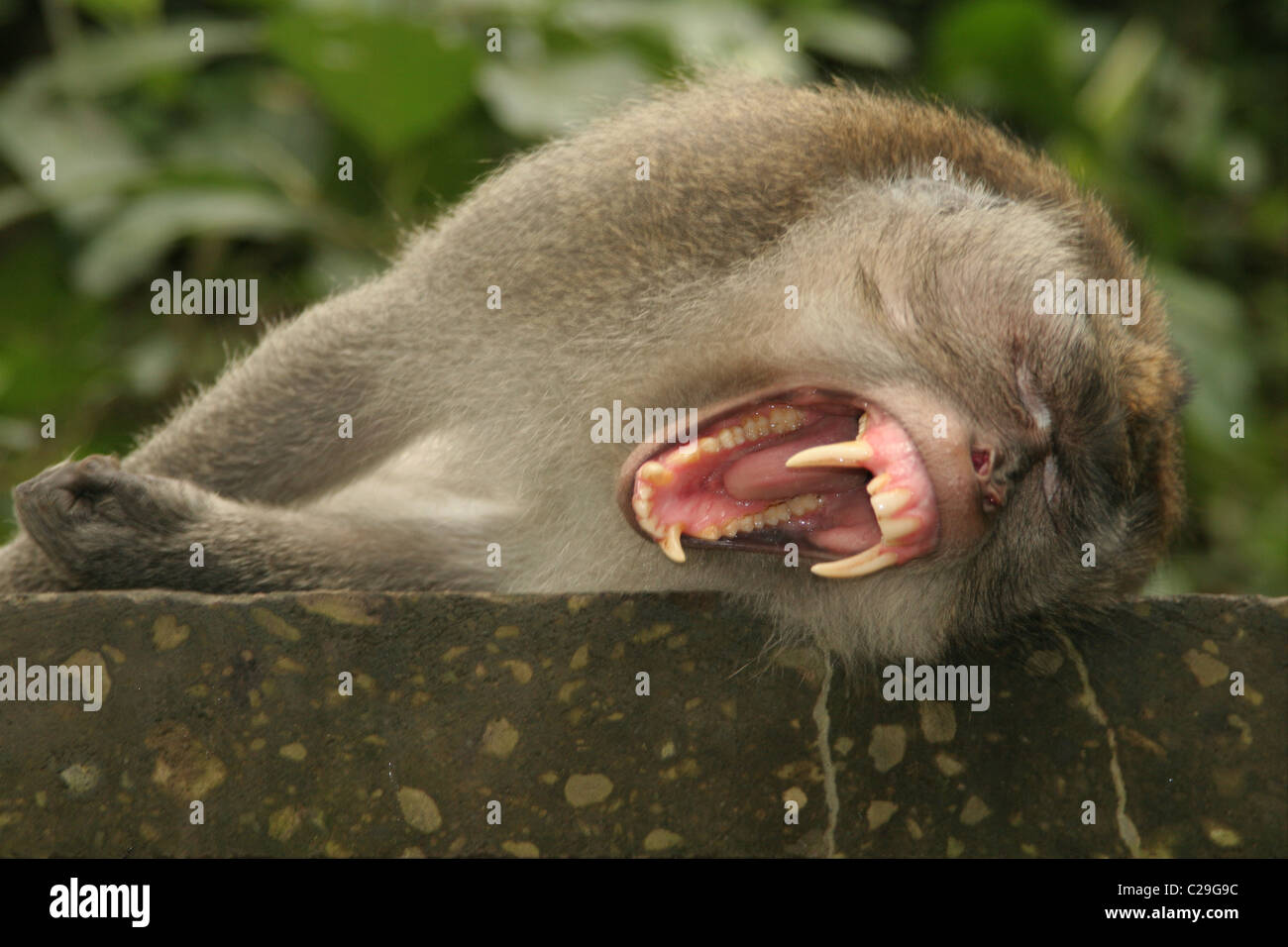 Macaco foto de stock. Imagem de frente, dentes, comer - 53759574