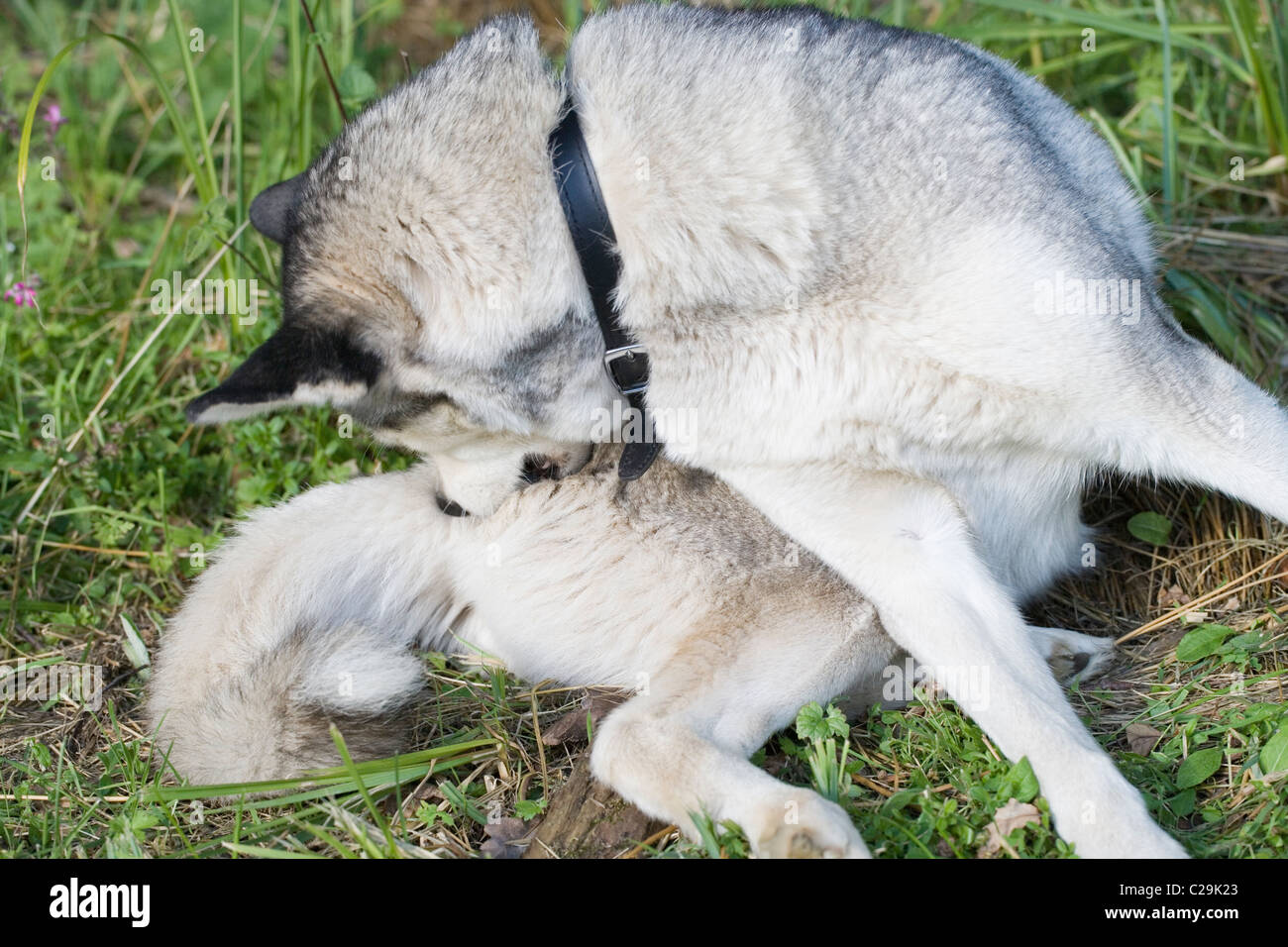 Cane (Canis lupus familiaris). Toelettatura self- utilizzando denti per comb out acquisito detriti estranei, lo sporco dal pelo alla base della coda. Foto Stock