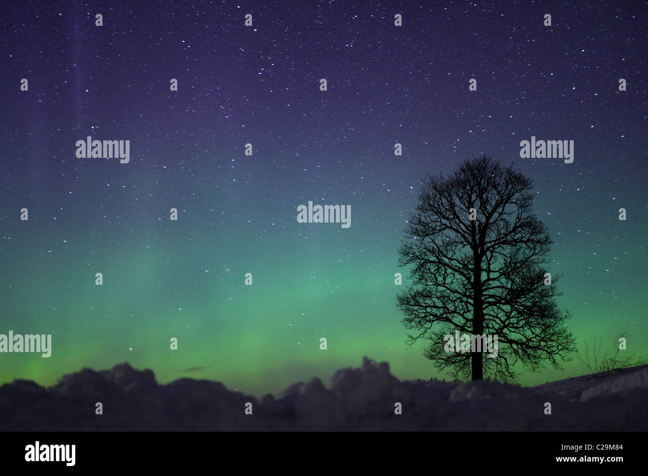 Albero con luci del nord (Aurora Boreale nel cielo. Foto Stock