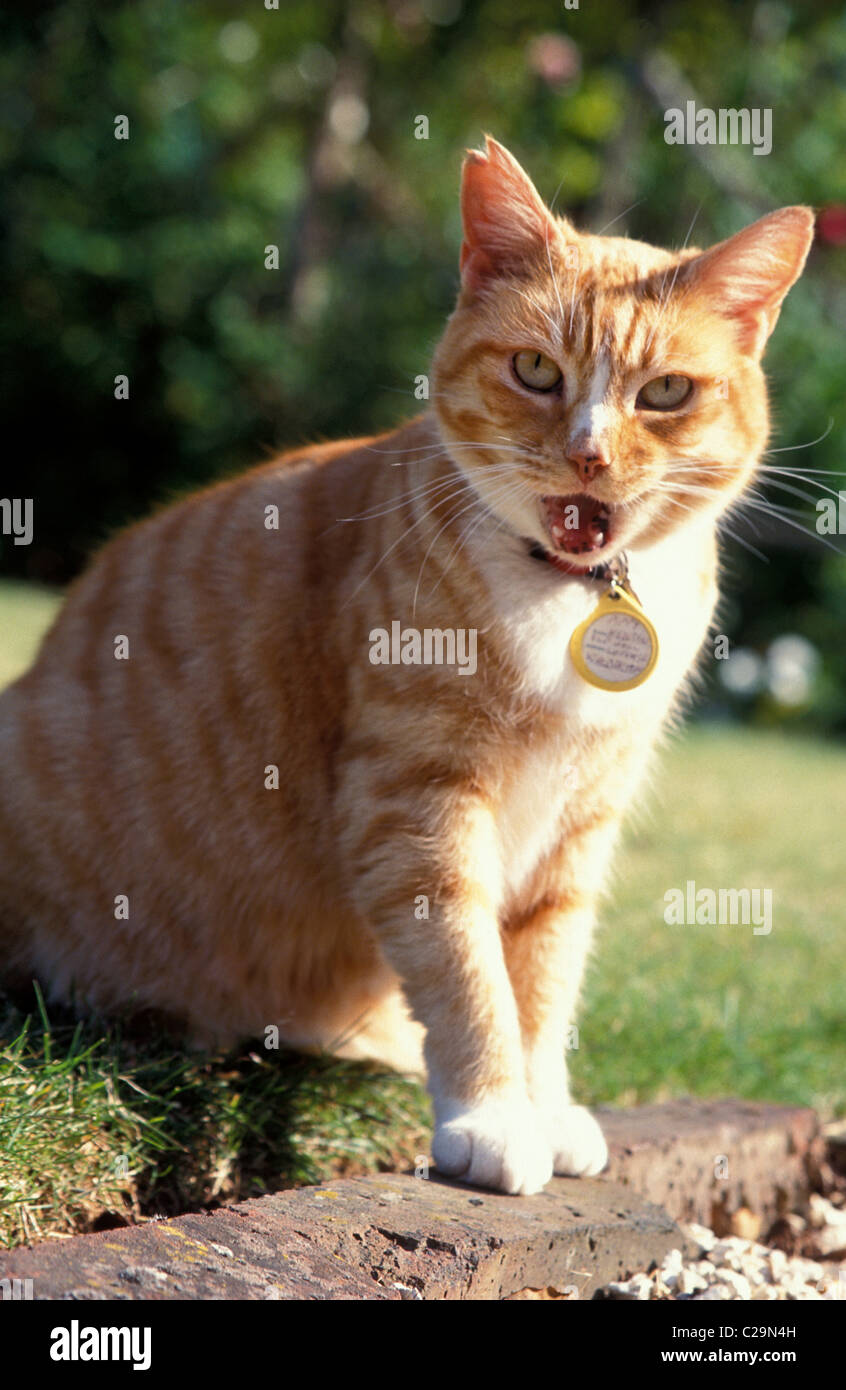 Lo zenzero cat meowing Foto Stock