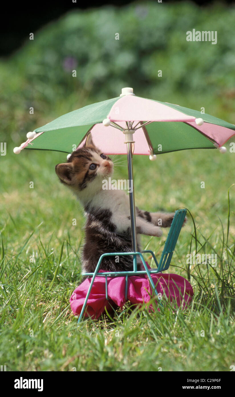 Carino gattino seduto sul giardino in miniatura sedia sotto brolly Foto Stock
