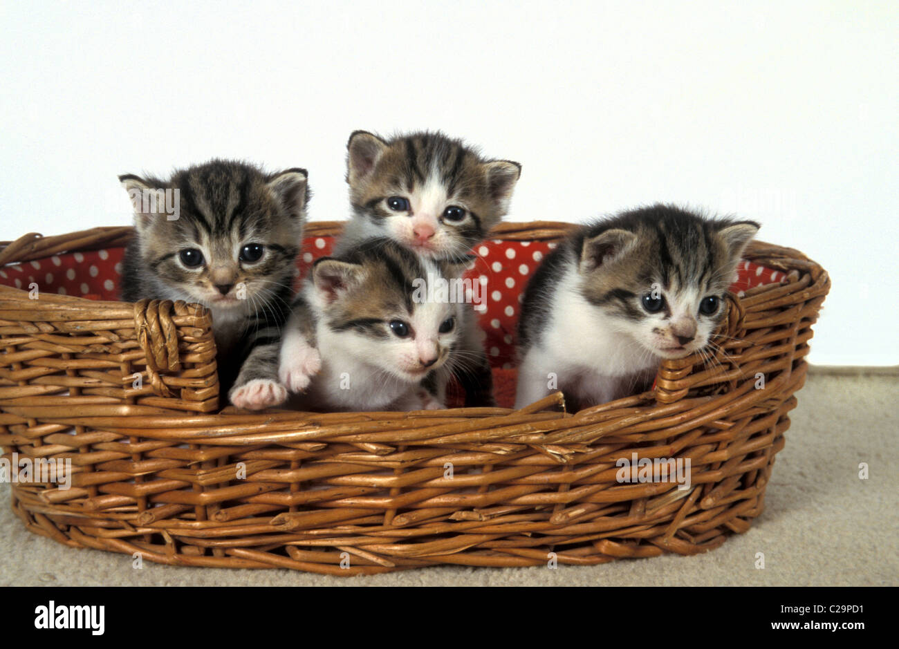Tre simpatici gattini nel cesto Foto Stock
