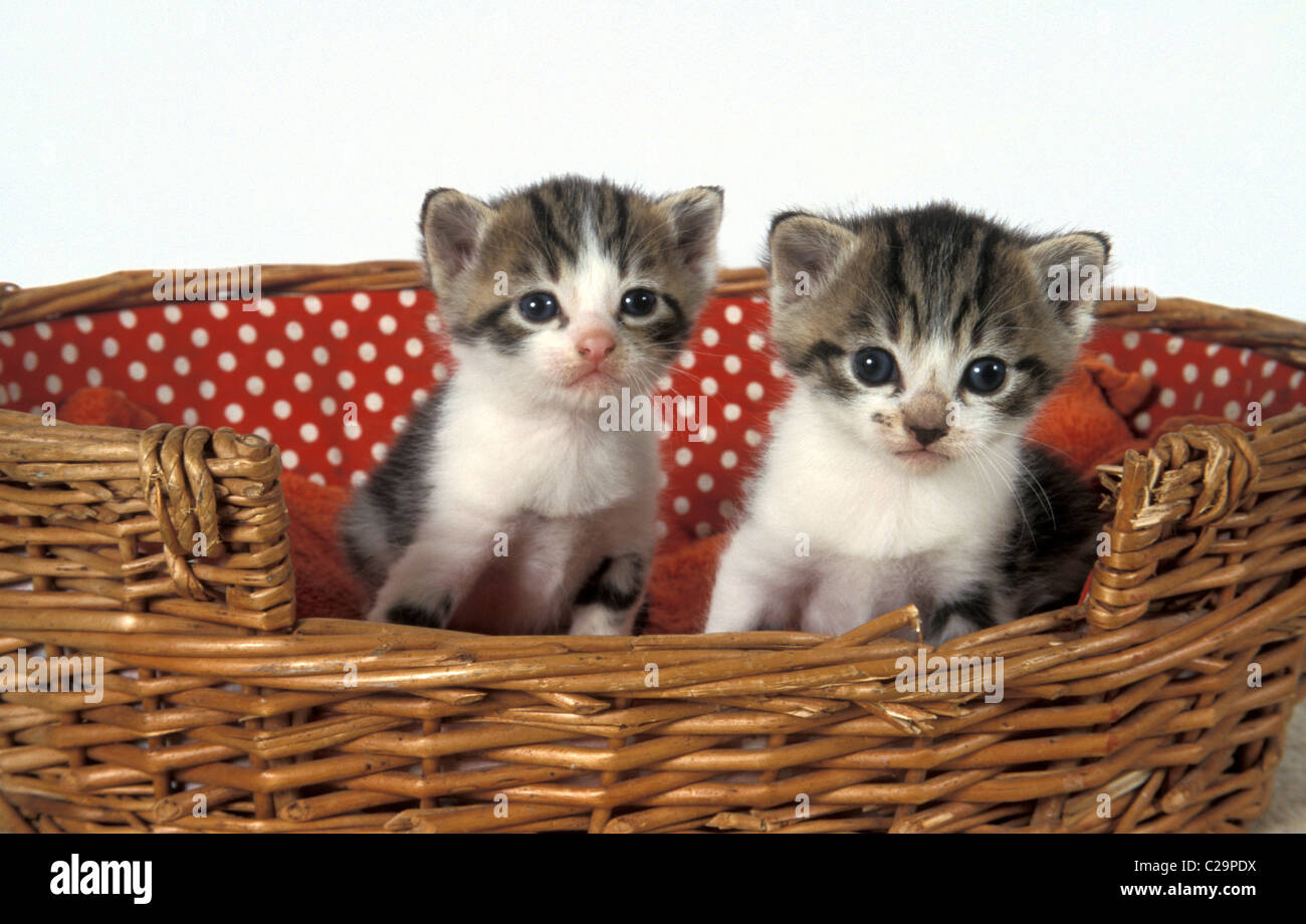2 simpatici gattini nel cesto Foto Stock