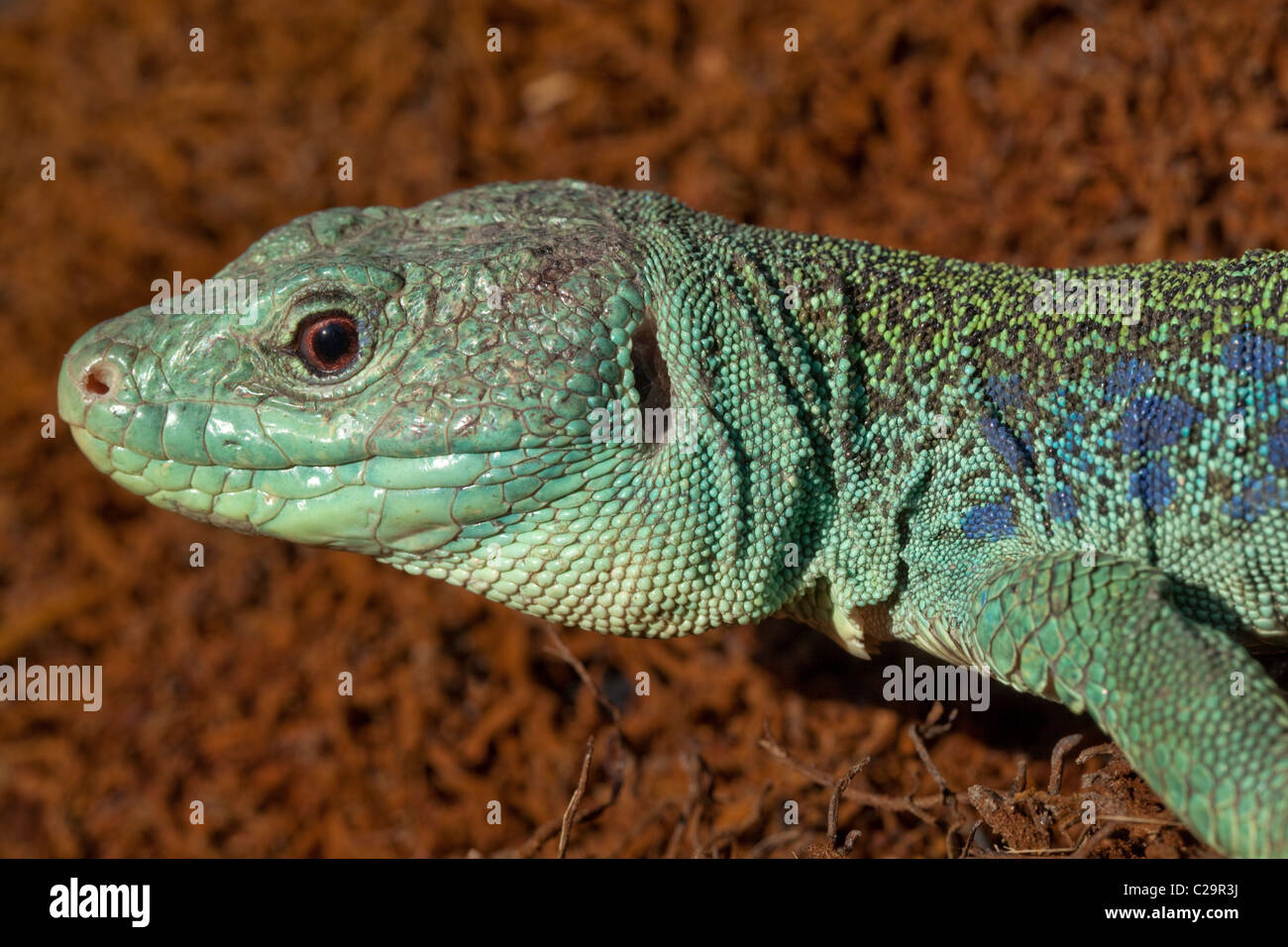 Unione Eyed o Ocellated Lizard Timon (Lacerta) lepidus. Più grande e più pesante lucertola europea. Foto Stock