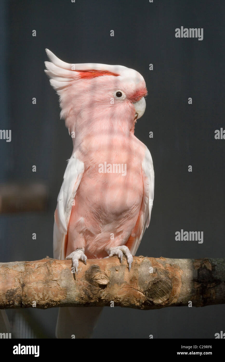 Grandi Mitchell's o Leadbeater la Cockatoo. Cacatua (Lophochroa leadbeateri). Voliera degli uccelli. Nativo di Australia. Foto Stock