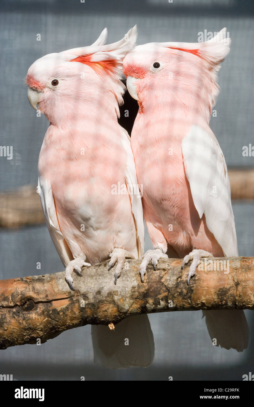 Grandi Mitchell's o Leadbeater's Cacatua. Cacatua (Lophochroa leadbeateri). Voliera bird. Nativo di Australia. Foto Stock