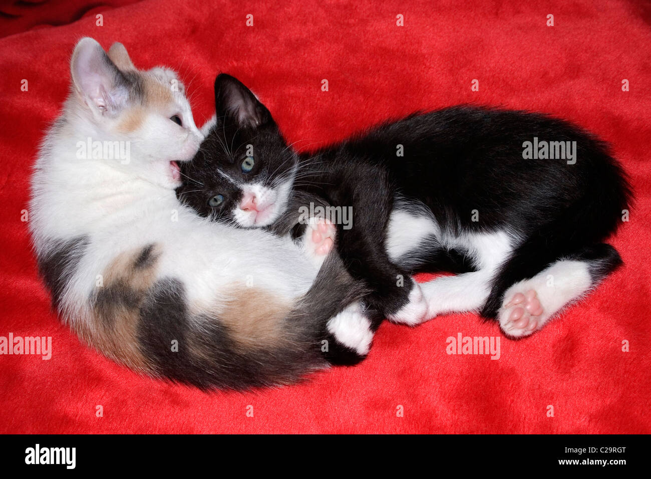 Simpatici gattini sulla coperta di rosso Foto Stock