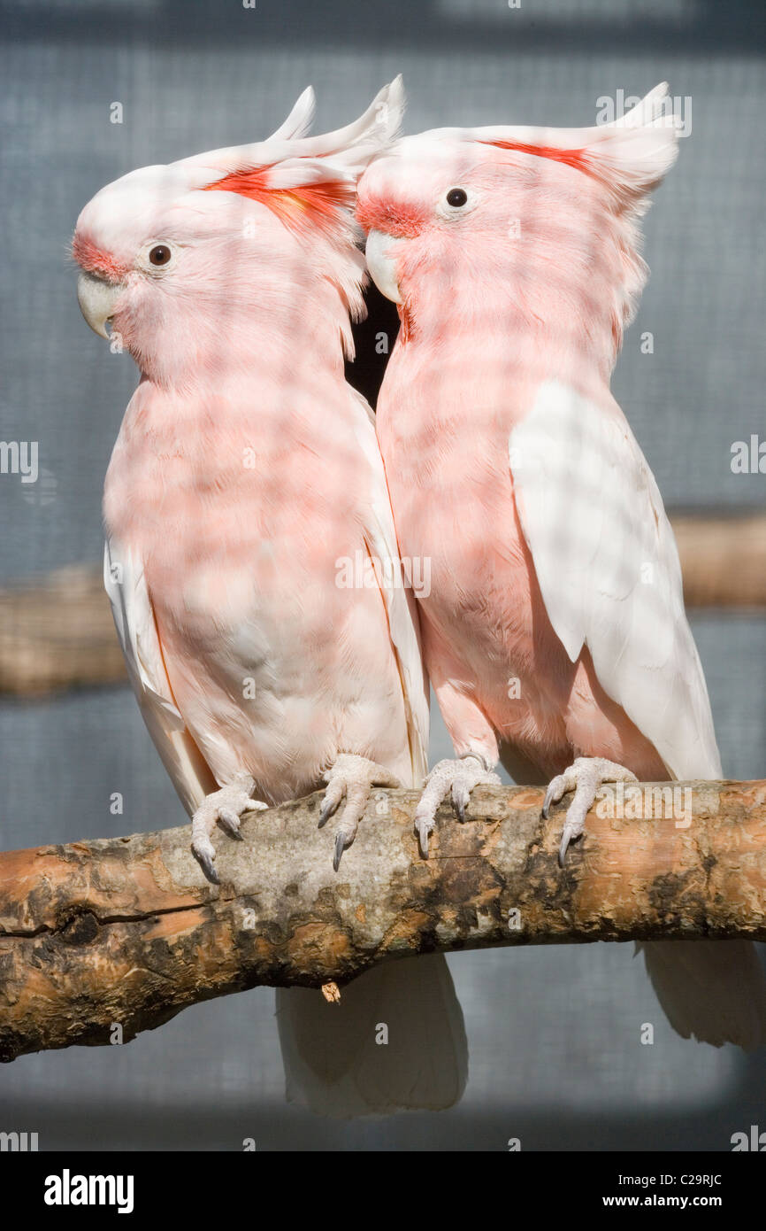 Grandi Mitchell's o Leadbeater's Cacatua. Cacatua (Lophochroa leadbeateri). Voliera bird. Nativo di Australia. Foto Stock