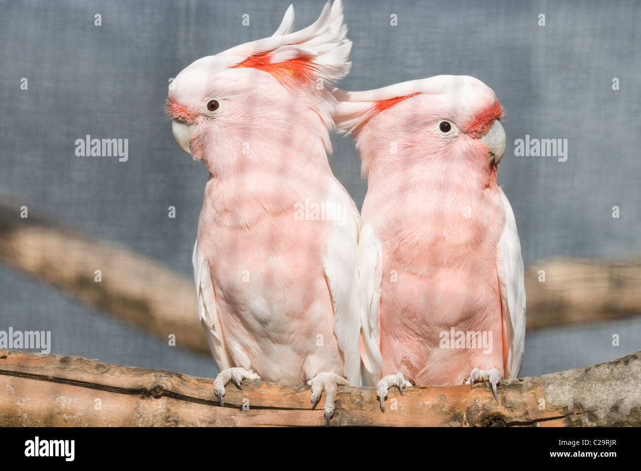 Grandi Mitchell's o Leadbeater's Cacatua. Cacatua (Lophochroa leadbeateri). Voliera bird. Nativo di Australia. Foto Stock