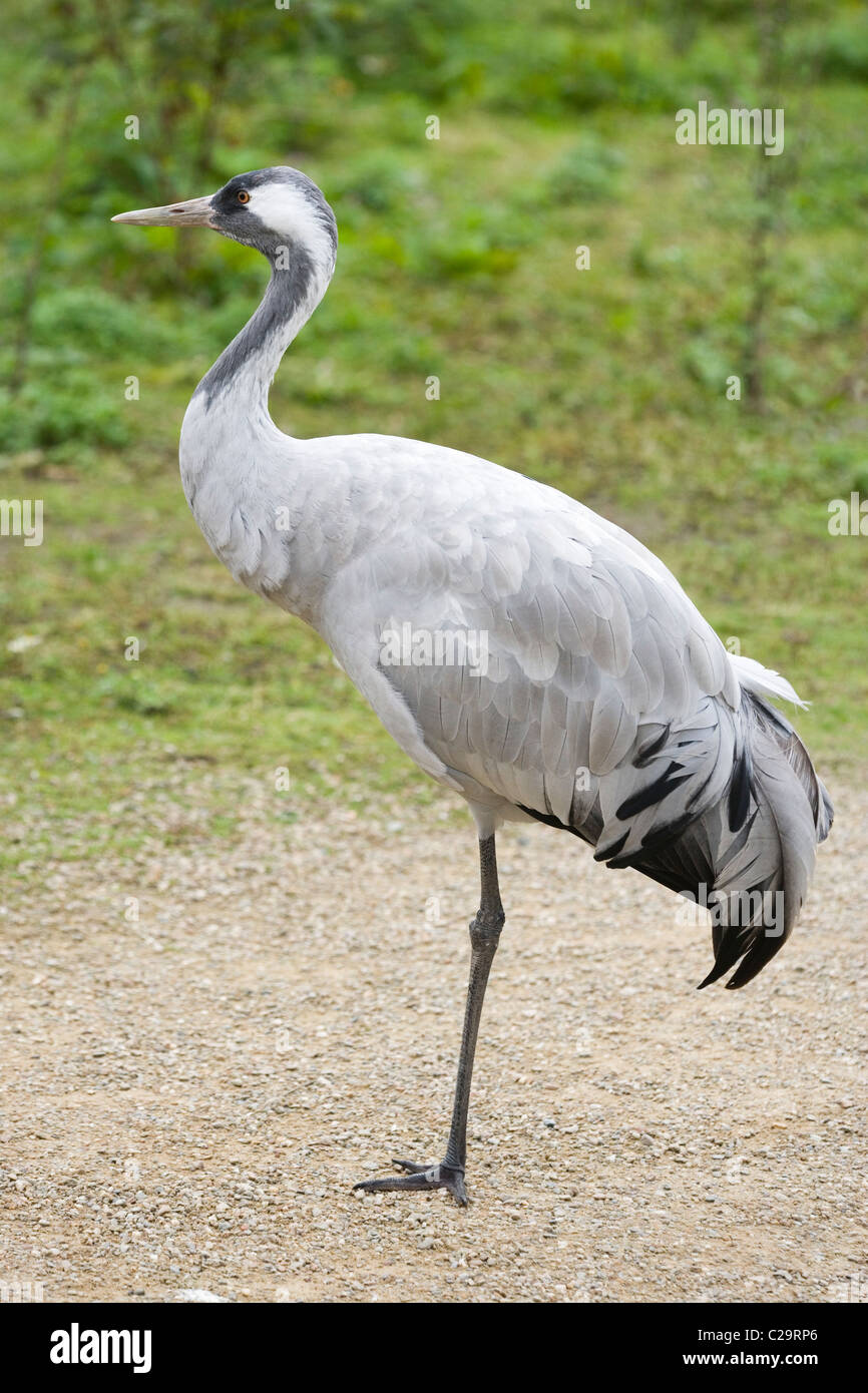 Comune, europea o gru eurasiatica (grus grus). In piedi, bilanciamento o in appoggio su una gamba. Foto Stock